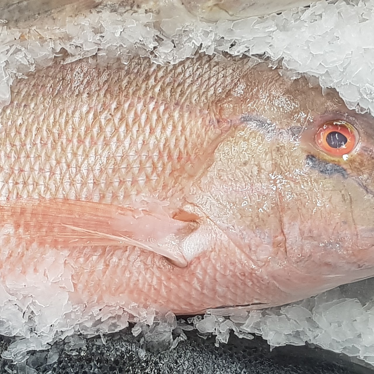 fish-food-frozen-cold-snapper-fishery-fresh-fish-red-snapper-red-seabream-fish-products-tilapia-organism-tilefish-sole-bony-fish-seafood-1596548